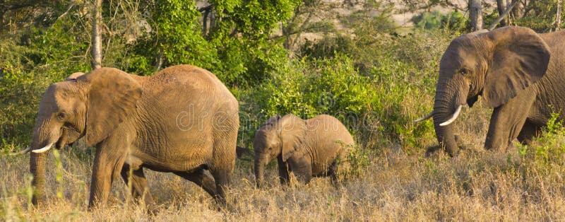 Familie von Elefanten Kenia Afrika stockbild Familie von Elefanten Kenia Afrika stockbild