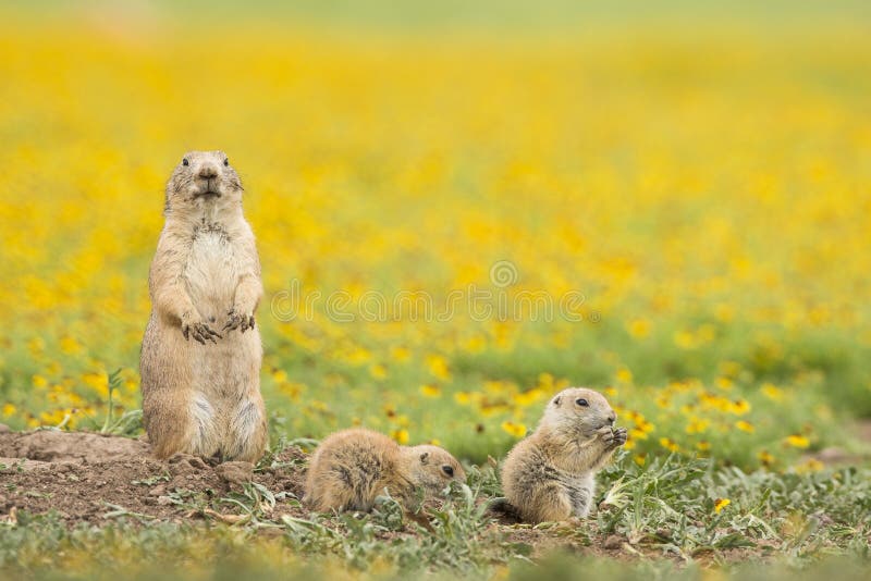 Familien-Zeit lizenzfreie stockbilder Familien-Zeit lizenzfreie stockbilder