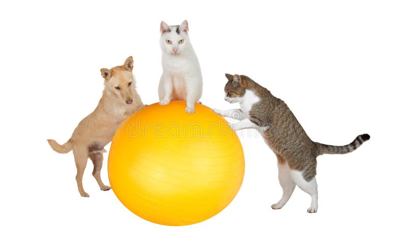 Familienhaustiere, die in der Gymnastik ausarbeiten stockbild Familienhaustiere, die in der Gymnastik ausarbeiten stockbild