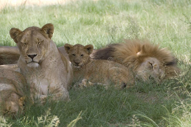 Familj för lejon (Panthera leo) arkivbilder Familj för lejon (Panthera leo) arkivbilder