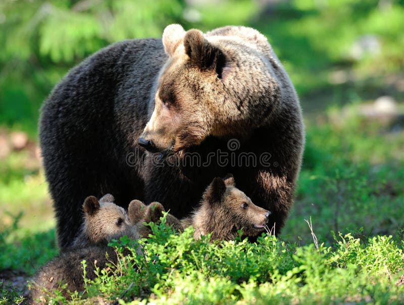 image libre de droits famille d ours de brown image