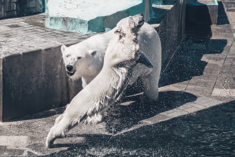 Famille d'ours polaires Un jeune ours blanc sautant dans l'eau photo stock Famille d'ours polaires Un jeune ours blanc sautant dans l'eau photo stock