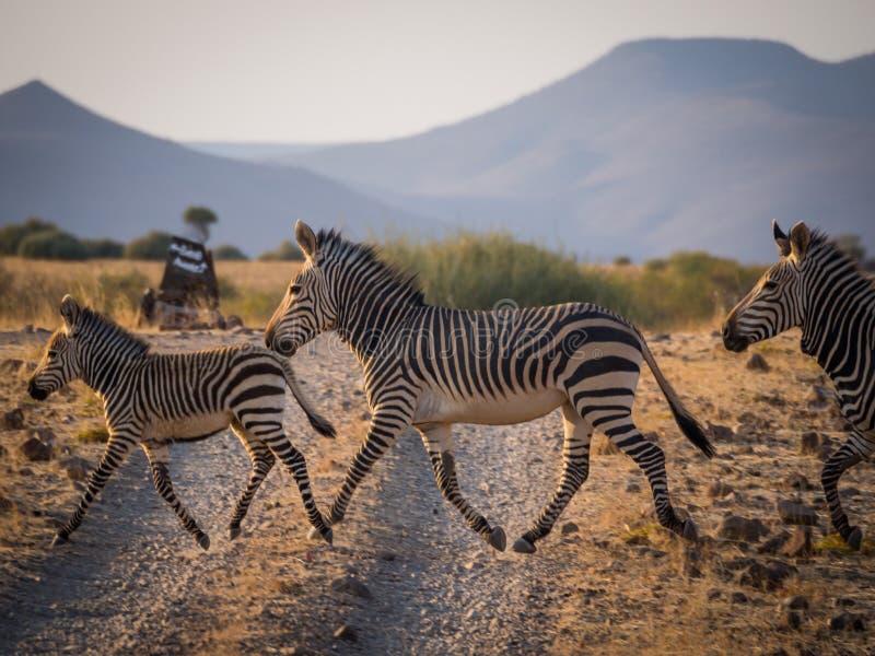 Famille de chemin de terre de passage clouté de trois dans la concession de Palmwag pendant l'après-midi, Namibie, Afrique méridi photographie stock libre de droits Famille de chemin de terre de passage clouté de trois dans la concession de Palmwag pendant l'après-midi, Namibie, Afrique méridi photographie stock libre de droits