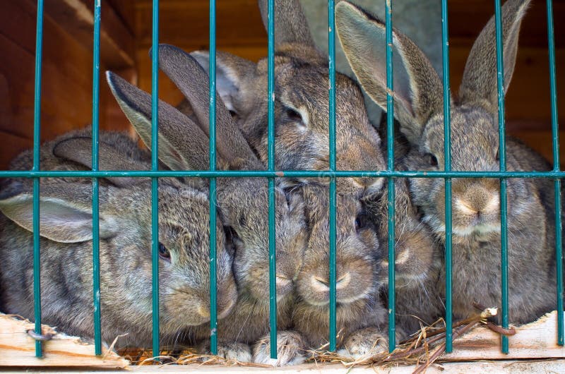 Famille de lapin image stock Famille de lapin image stock