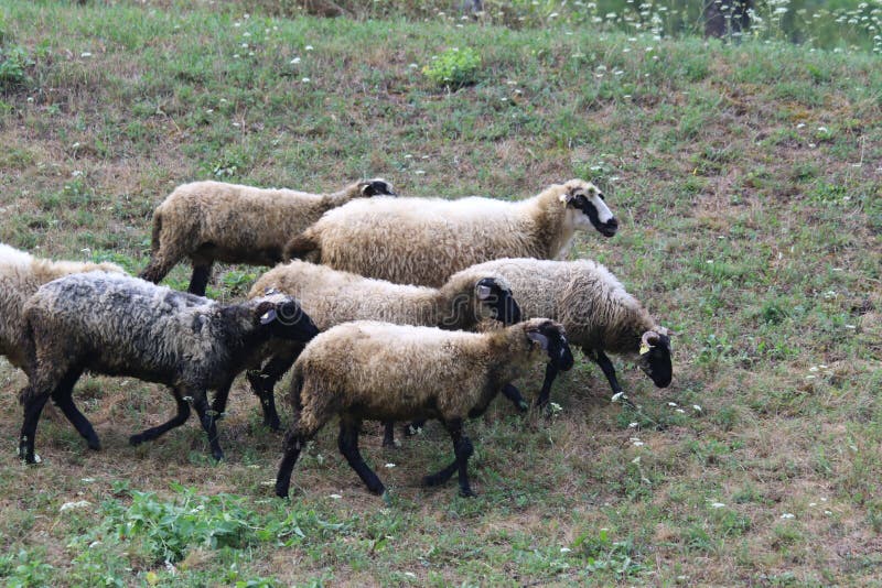 Famille de moutons dans Monténégro photographie stock Famille de moutons dans Monténégro photographie stock