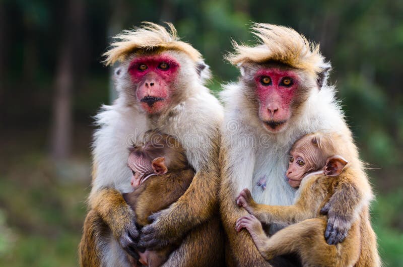 Famille de singe image stock