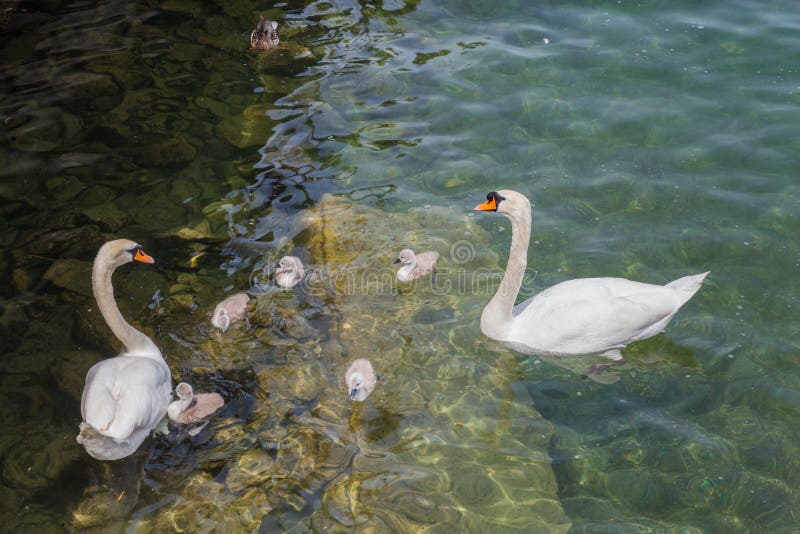 Famille des cygnes dans le lac photo libre de droits Famille des cygnes dans le lac photo libre de droits