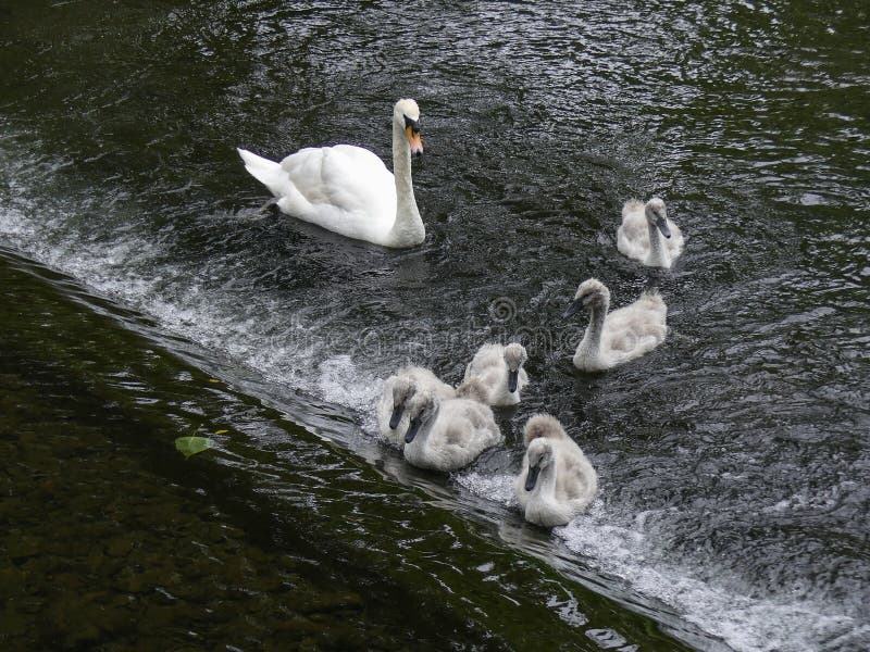 Famille des cygnes muets essayant de monter un déversoir image stock Famille des cygnes muets essayant de monter un déversoir image stock