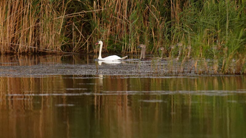 Famille des cygnes muets sur le delta de Danube images libres de droits Famille des cygnes muets sur le delta de Danube images libres de droits