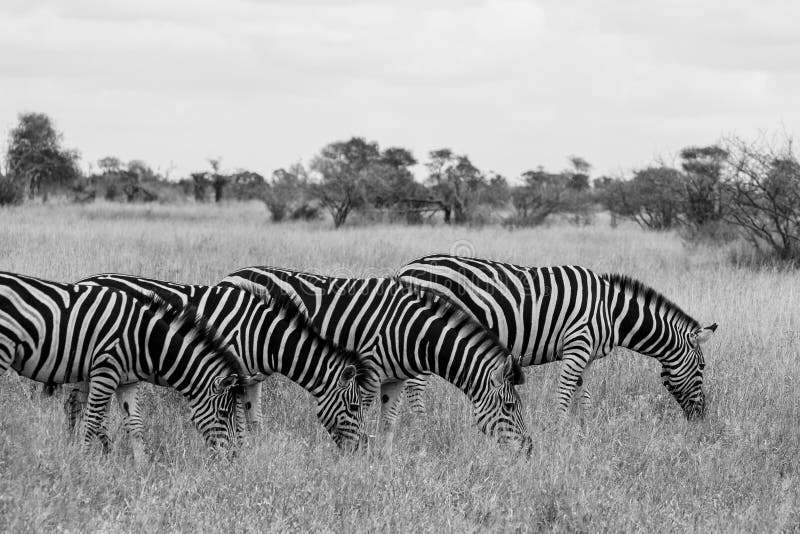 Famille des z?bres mangeant l'herbe, photographi?e dans le monochrome au parc national de Kruger en Afrique du Sud photo libre de droits Famille des z?bres mangeant l'herbe, photographi?e dans le monochrome au parc national de Kruger en Afrique du Sud photo libre de droits