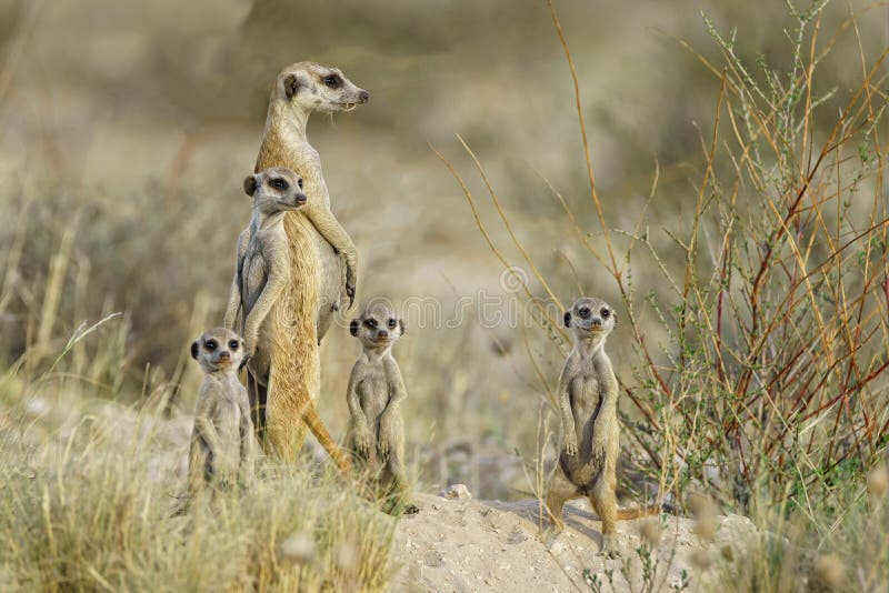 Famille meercat sur la surveillance