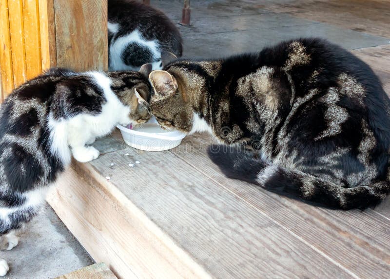 Famille sans abri des chats, de la maman, du papa et du fils manger du lait images stock Famille sans abri des chats, de la maman, du papa et du fils manger du lait images stock