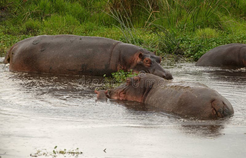 Hippopotamus or hippo`s pool in African national park. Hippopotamus or hippo`s pool in African national park