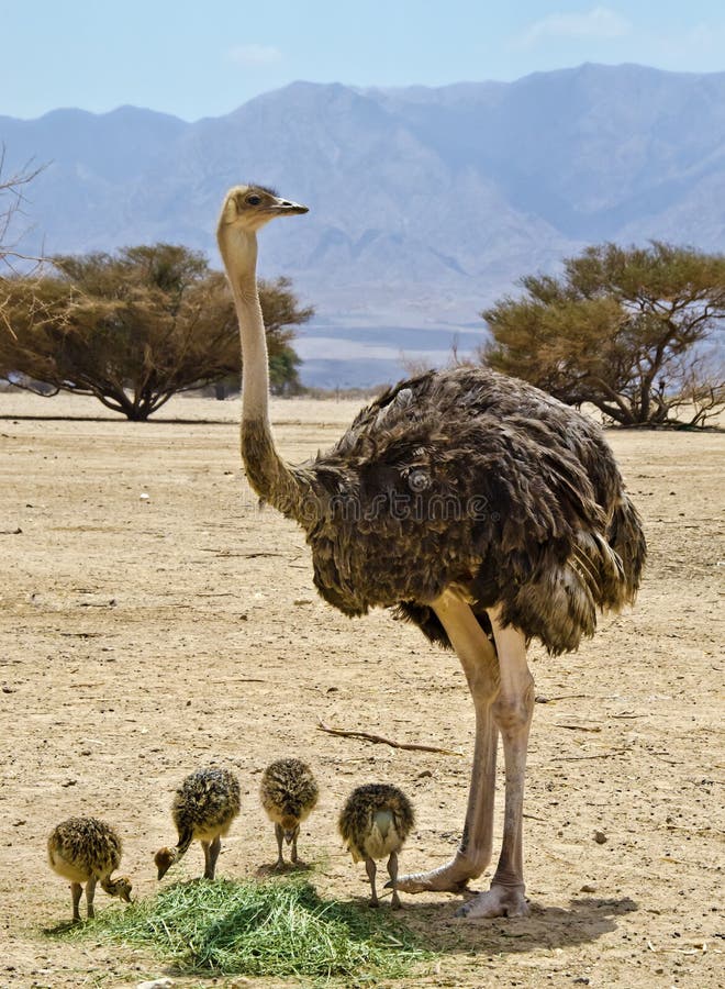 Family of African ostrich (Struthio camelus)