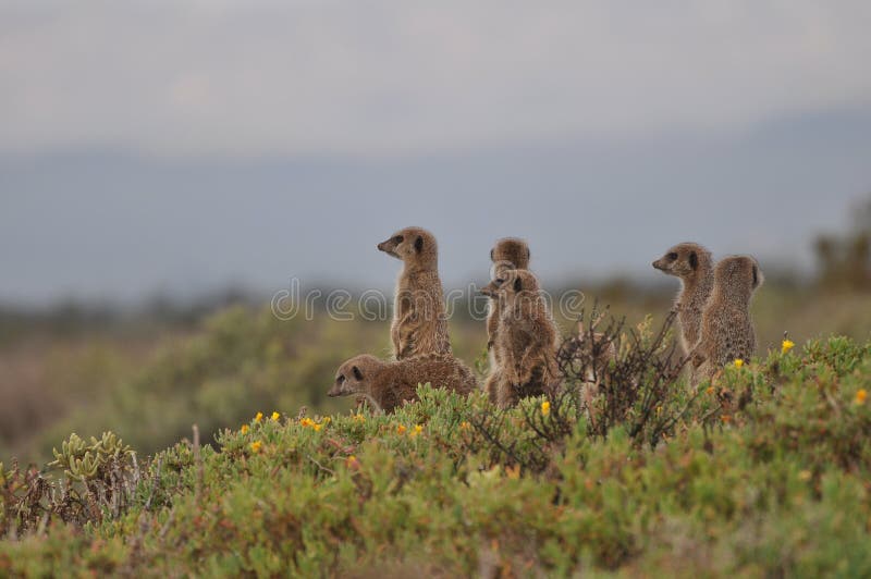 A family of Alert Meerkats