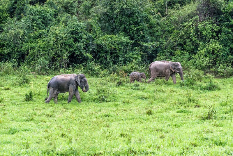 Family of Asian Elephant walking and looking grass for food in forest. Kui Buri National Park. Thailand stock photo Family of Asian Elephant walking and looking grass for food in forest. Kui Buri National Park. Thailand stock photo