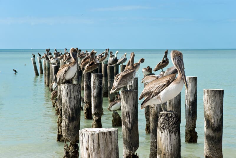 Family of brown pelicans standing on a pier post