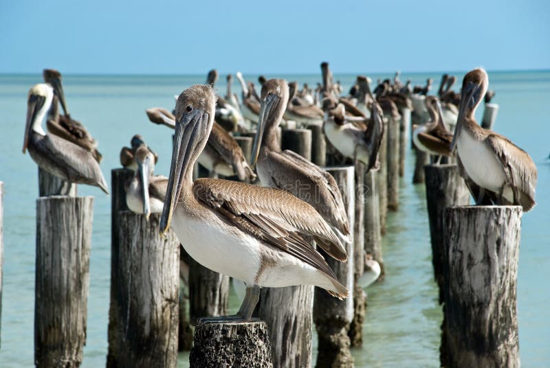 Brown Pelican Standing on a Pier Post Stock Image Image of adult