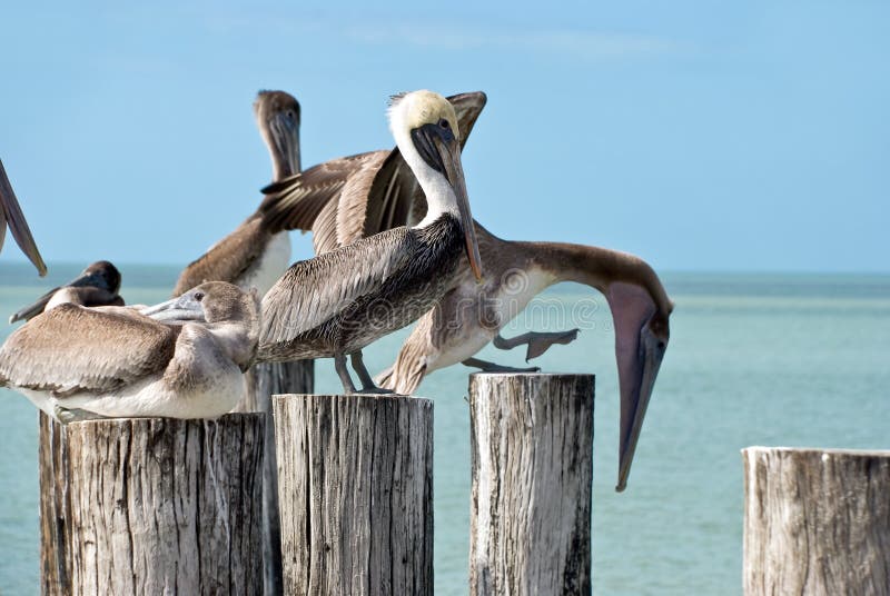 Family of brown pelicans standing on a pier post