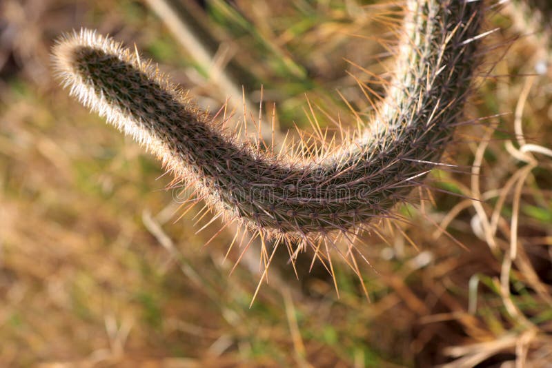 Family Cactaceae