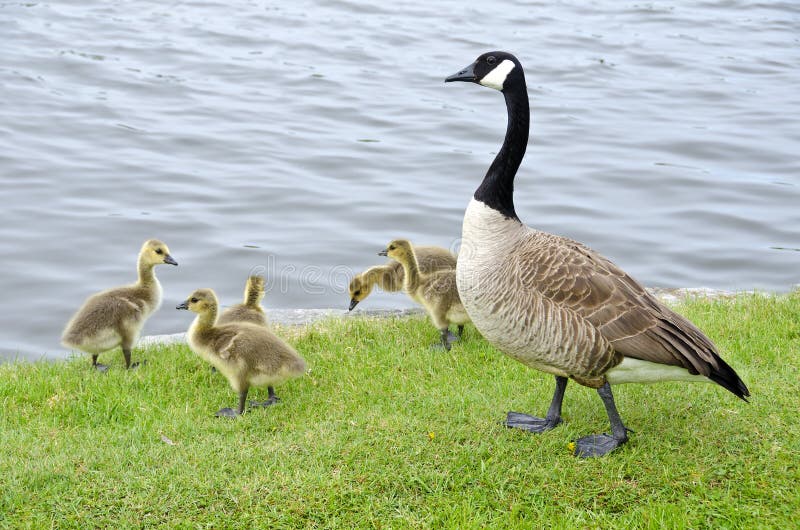 Family of Canada Geese by the River 2