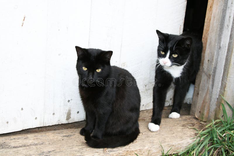 Two Cats Sit at Doorway of Business in Delphi Greece, One Scratching