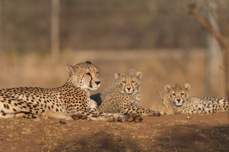 Family of Cheetahs royalty free stock photography