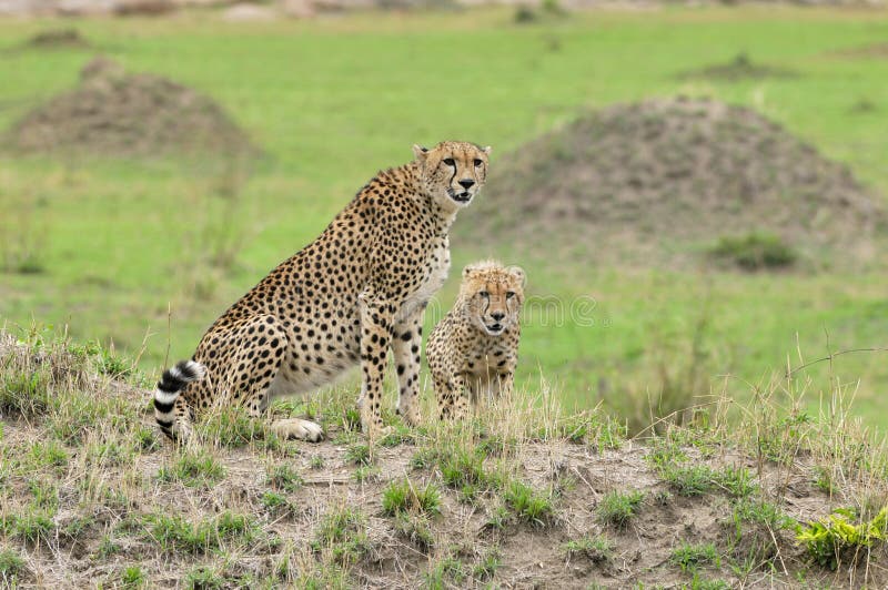 Family of Cheetahs stock images