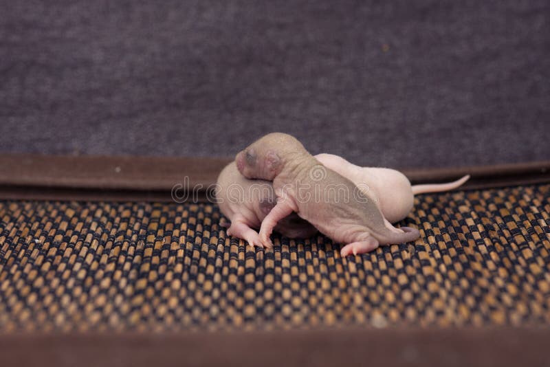 The Concept of Baby Food. Newborn Rats Suck Mother`s Milk Stock Photo
