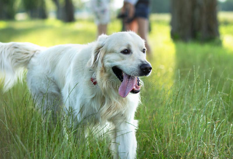 Family with cute dog in the park