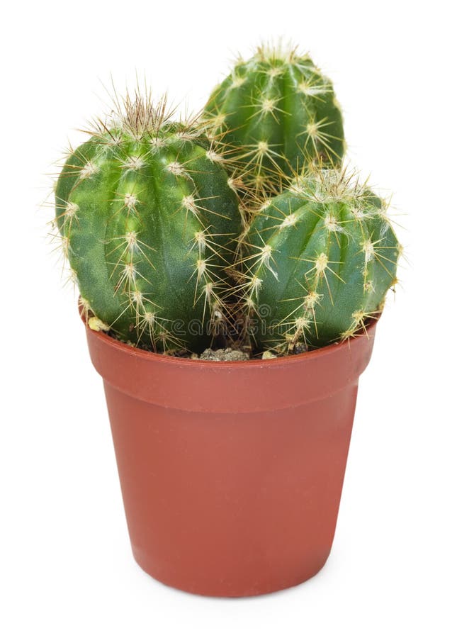 Family Decorative Cactus in Pot Stock Image Image of isolated, thorny