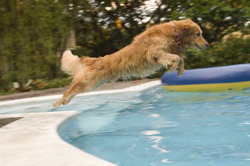 Un giocoso cane a fare ciò che gli piace.