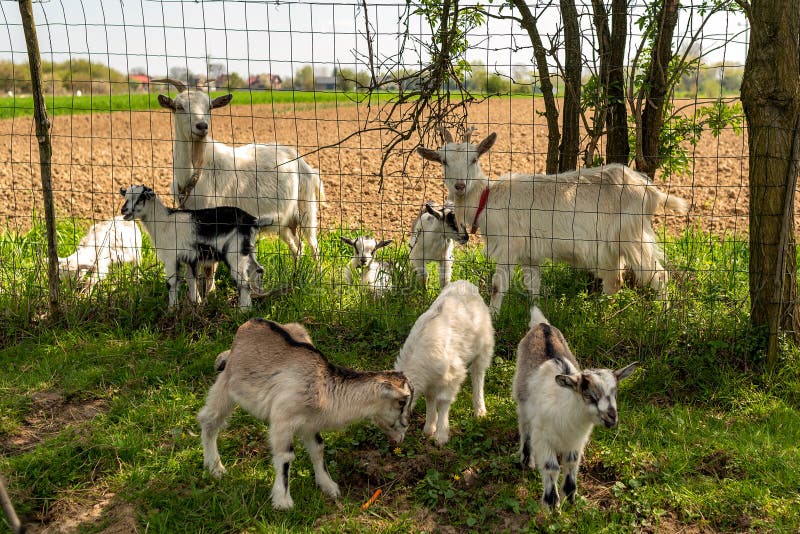 Family of Domestic Goats. Mother Goats and Kids. in Nature, in the
