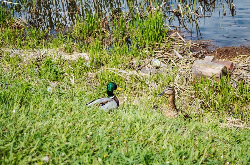 Family of ducks stock image. Image of water, grass, drake 96316023