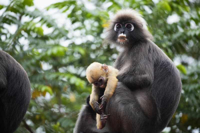 Family of Dusky Leaf Monkey or Spectacled Langur with Yellow Baby