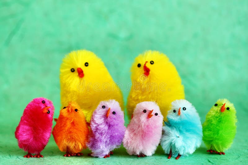 Family of Easter chicks royalty free stock photo