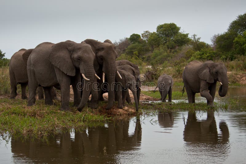 Family of elephants stock photos