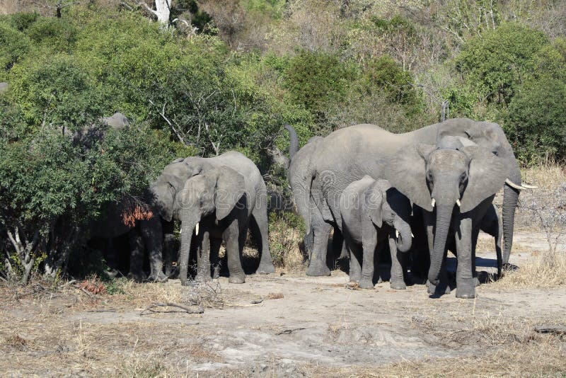 Krugar Elephant Family