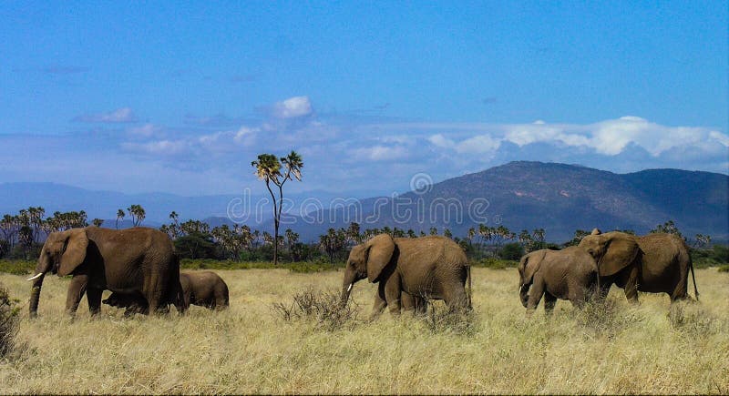 Familia de elefantes itinerante a través de, Kenia.