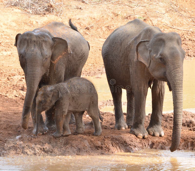 Family of Elephants Washing Stock Image Image of family, mummy 41567305