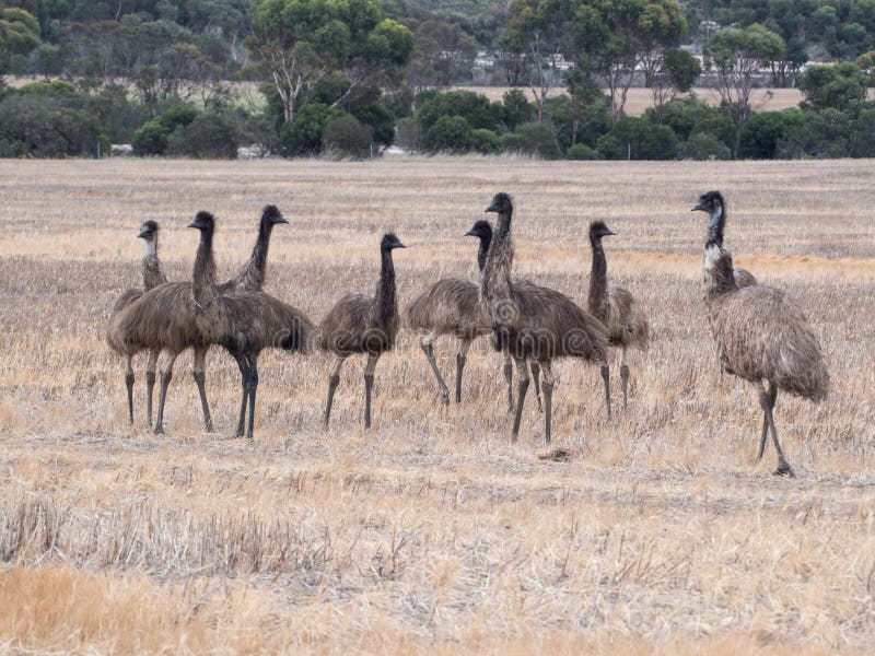 Family of emus in Australia