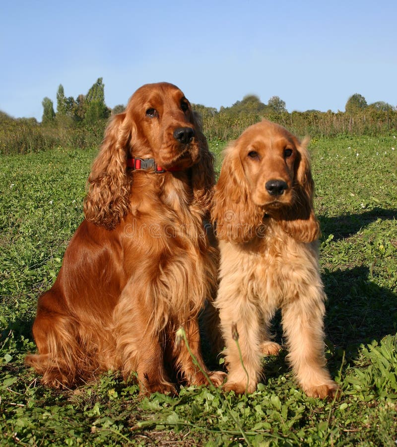 Family english cocker