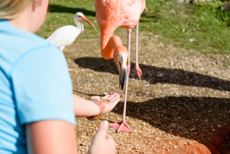 feeding the birds at your table feeding the birds at your table
