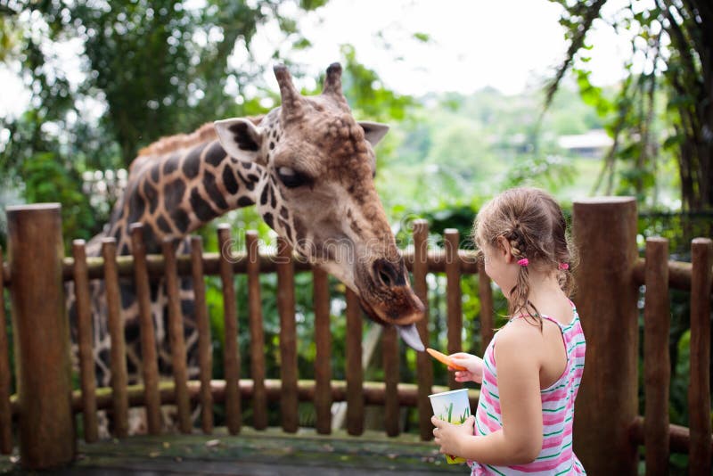 Family feeding giraffe in zoo. Children feed giraffes in tropical safari park during summer vacation. Kids watch animals. Little stock images Family feeding giraffe in zoo. Children feed giraffes in tropical safari park during summer vacation. Kids watch animals. Little stock images
