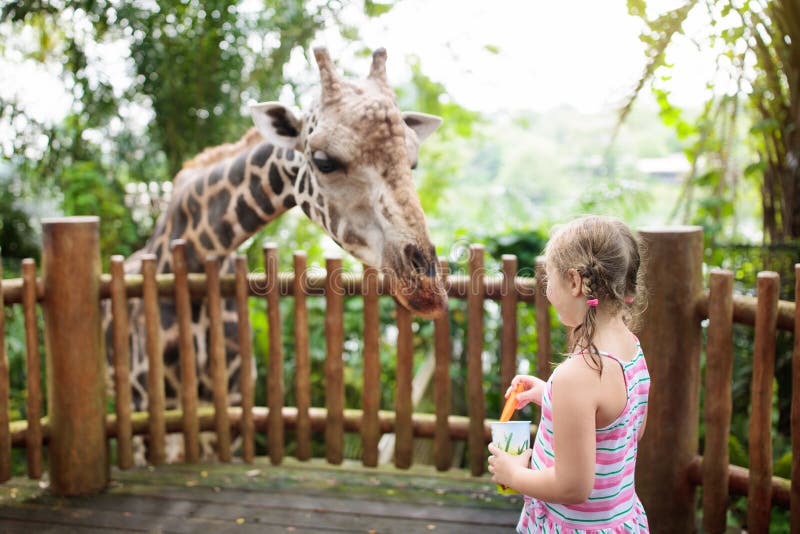 safari park feed animals