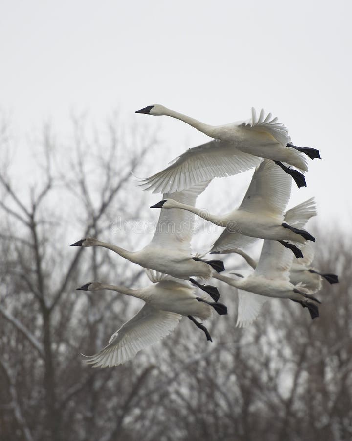 Family of Flying Swans