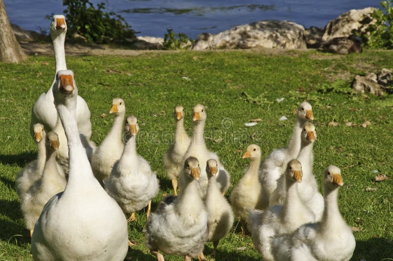 A family of geese