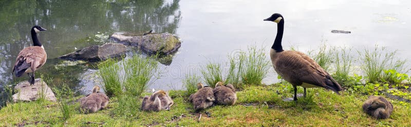 Family of Geese