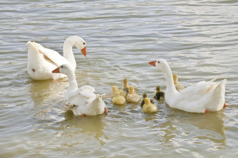 A family of geese