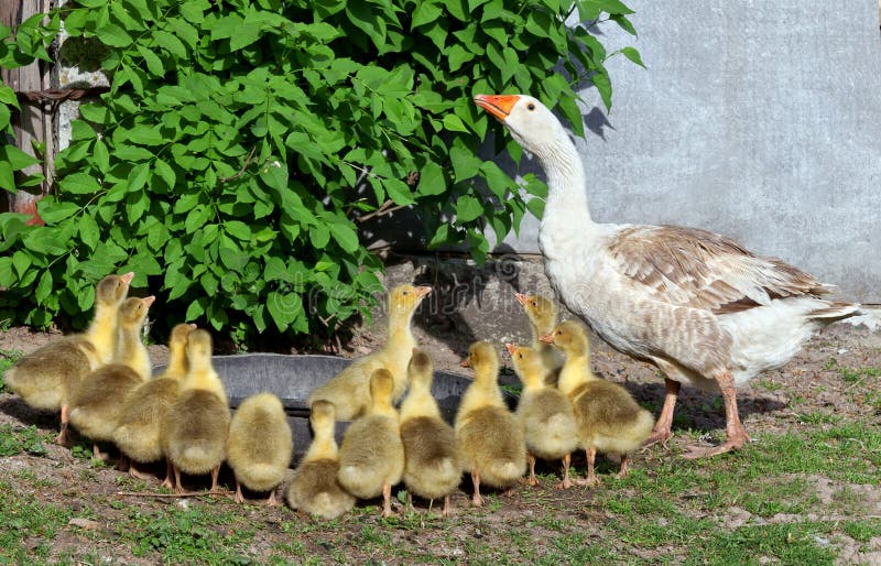 Family of geese in nature